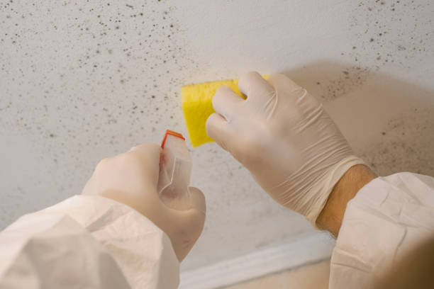 Best Crawl Space Mold Remediation  in Iyanbito, NM