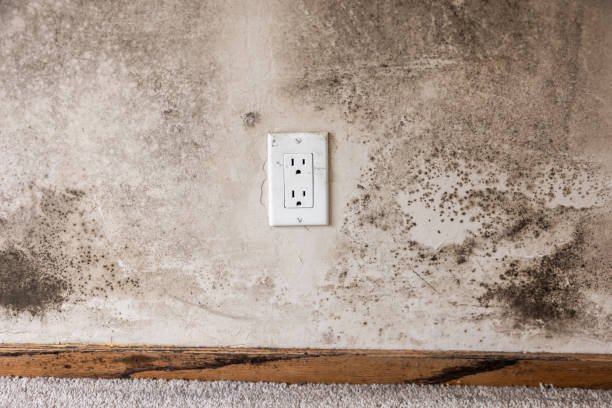 Best Mold Odor Removal Services  in Iyanbito, NM