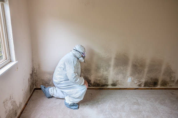 Best Post-Remediation Verification Testing  in Iyanbito, NM